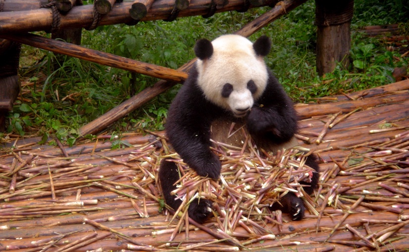 Panda eating a pile of reeds that are sitting on its lap